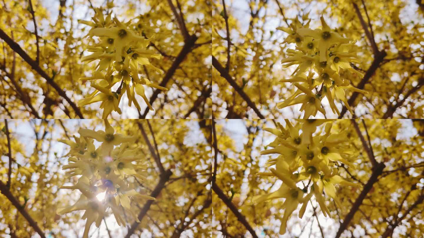 树杈 黄叶 缝隙 透光