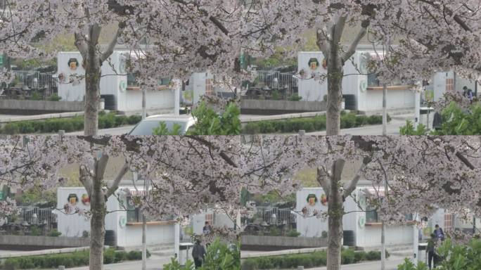 航拍威海市高区恒瑞街盛开的早樱花树