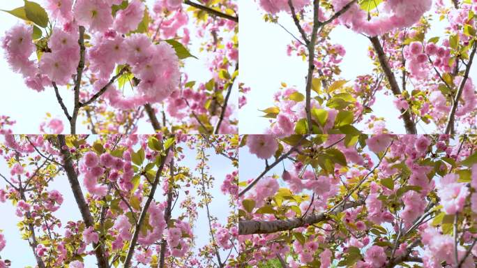 春天樱花盛开4k升格镜头