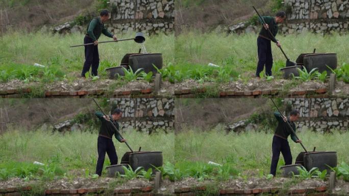 乡村人文  大爷种菜  细心灌溉