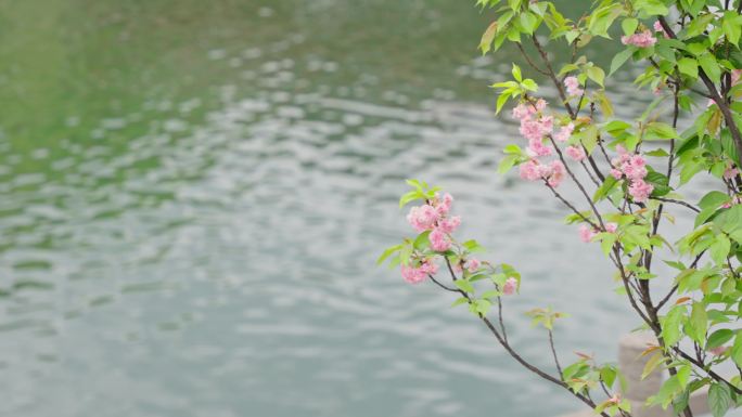 水边樱花小清新