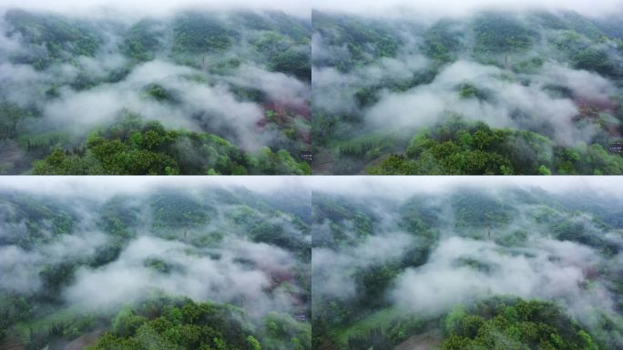 云雾 绿色 大山 森林 雾气