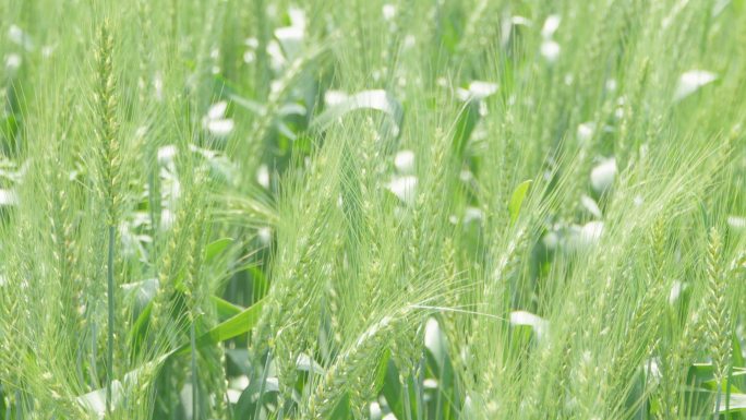 小麦农业绿色环保食品