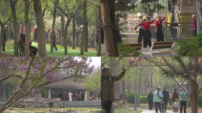 春天公园晨练跳舞健身退休生活老年人健身