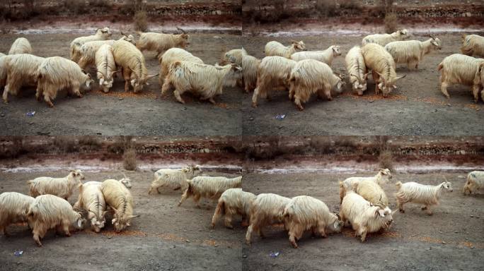 高原上的一群羊羊群山羊慢镜头
