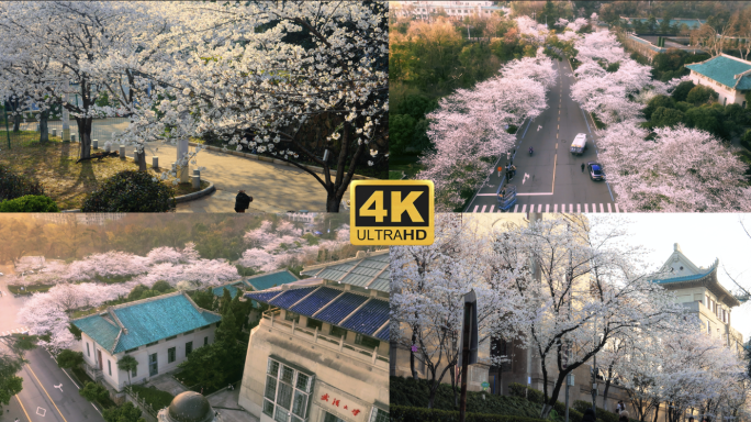 武汉大学樱花生长樱花开了