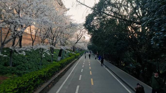 武汉大学樱花生长樱花开了