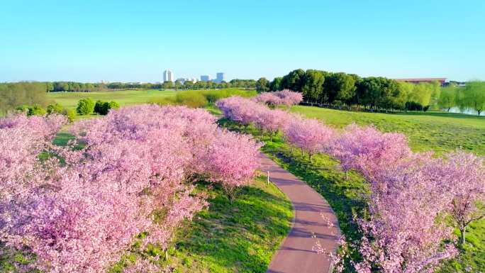 城市自然粉色花海旷野樱花生态公园唯美梦幻