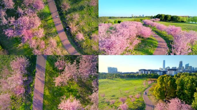城市自然粉色花海旷野樱花生态公园唯美梦幻