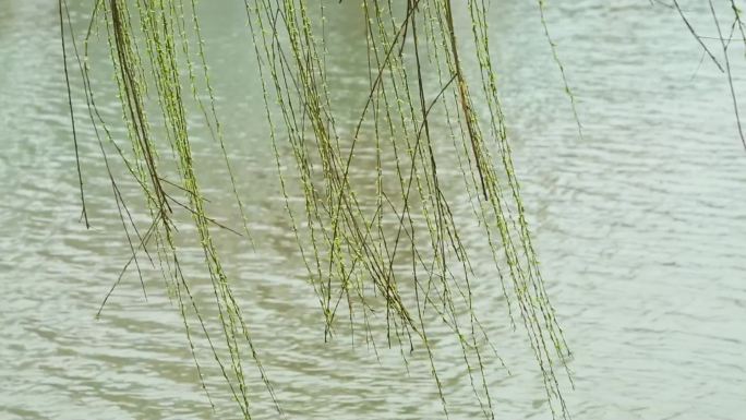 湖边随风飘扬的柳树