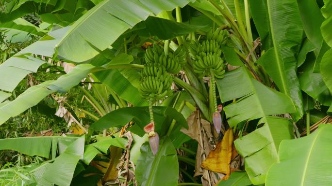 4K芭蕉树香蕉树景色绿色热带植物