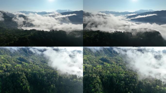 大熊猫国家公园云雾缭绕大山森林自然风景