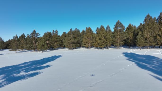 松树林雪景