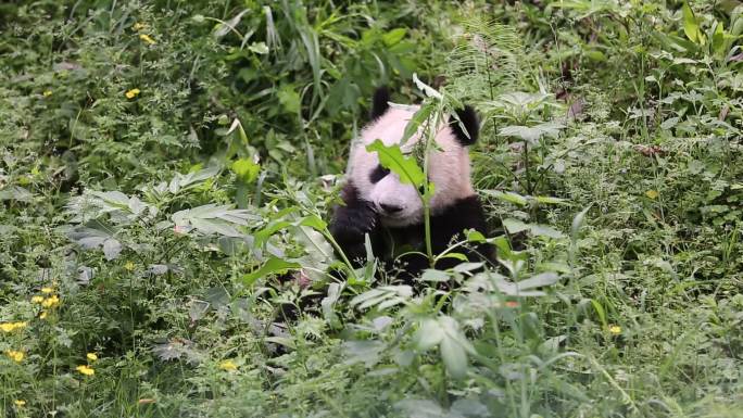 重庆动物园大熊猫莾小伍原始视频素材