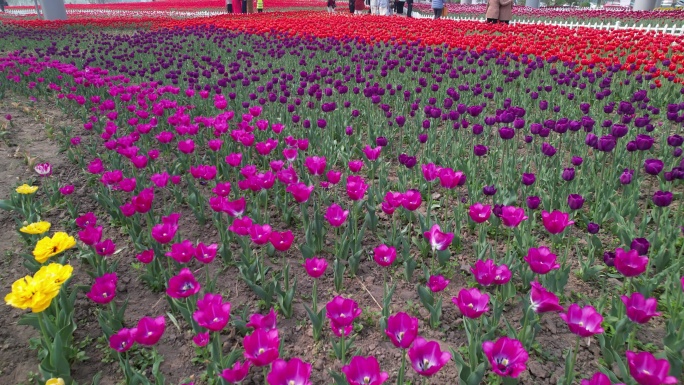 郁金香花海解锁中国滨州站