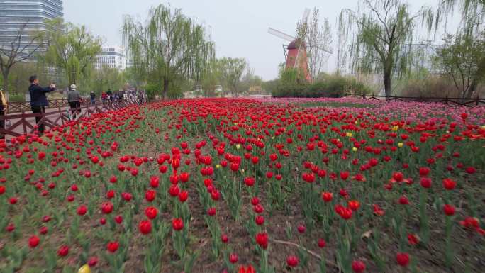 郁金香花海解锁中国滨州站