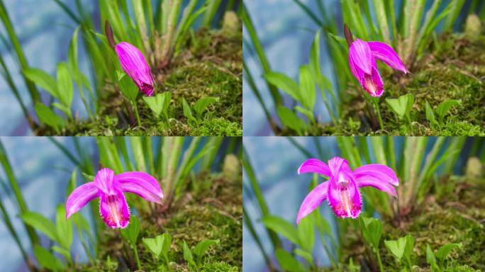 珍稀保护植物独蒜兰开花延时摄影素材