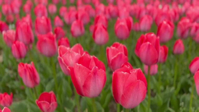 郁金香花海