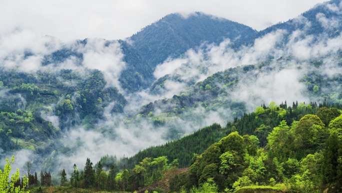 震撼大气生态青山唯美雾景4K延时