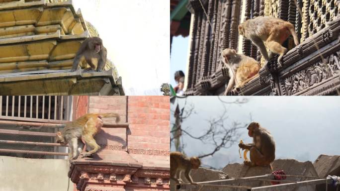 尼泊尔猴庙的猴子
