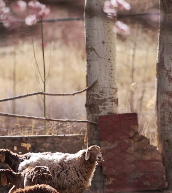 新疆杏花村羊圈里的一群小羊羔