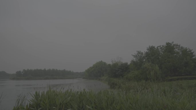 雨中森林湿地，6个场景，下雨，治愈风景