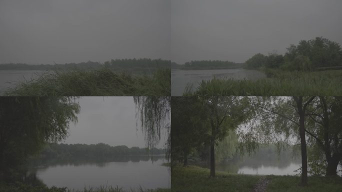 雨中森林湿地，6个场景，下雨，治愈风景