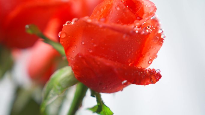 4K唯美玫瑰花 植物 浇水 情人节花