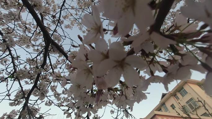 穿越威海市高区恒瑞街盛开的早樱花树