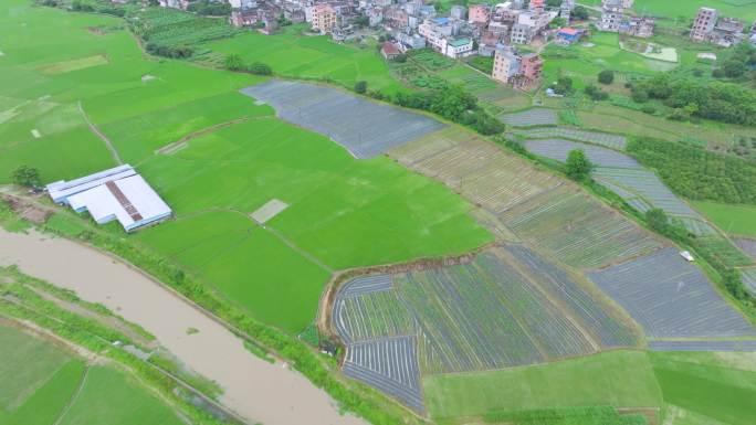 夏季南方农村绿色稻田田园风光航拍镜头