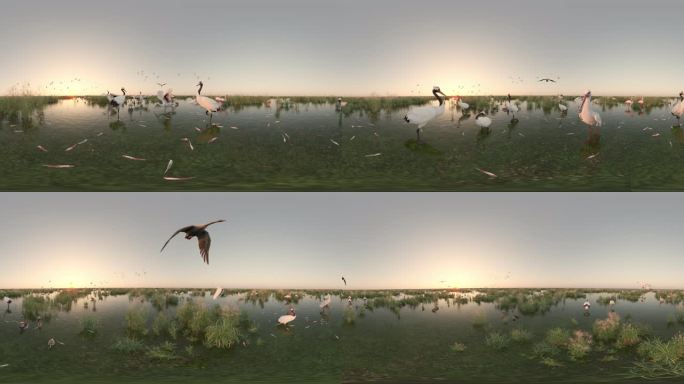 夕阳湿地公园芦苇丹顶鹤候鸟360 VR