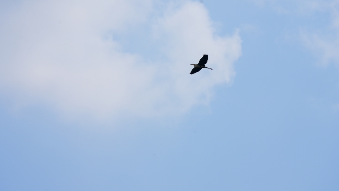 湿地飞鸟白鹭苍鹭鹤展翅高飞自由飞翔翱翔