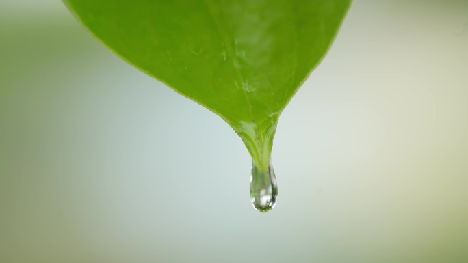 叶子 水滴 慢镜头