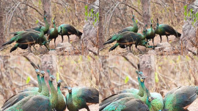 绿孔雀，一小群野生绿孔雀在野外喝水