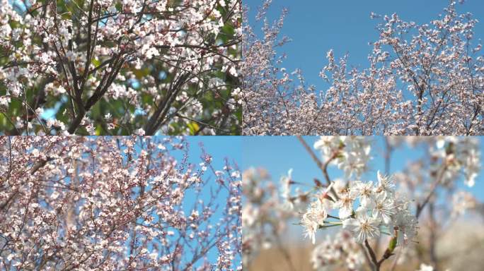 春天花朵花开樱花空镜自然生机生命力