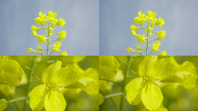 春天 油菜花 蜜蜂