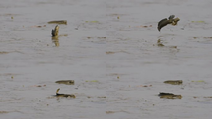 弹涂鱼深圳湾公园生态鸟滩涂潮间带3052