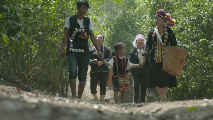 云南西双版纳古茶山少数民族古树茶山中行走