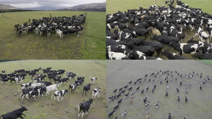 欧洲英国草原奶牛牛群奔跑