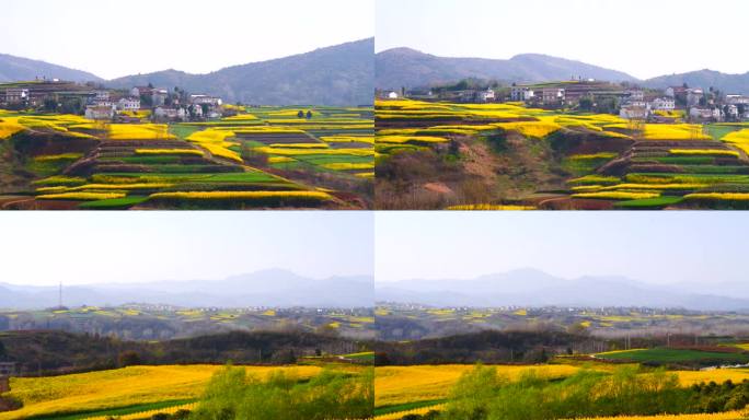 洋县油菜花海