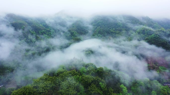 云雾 绿色 大山 森林 雾气