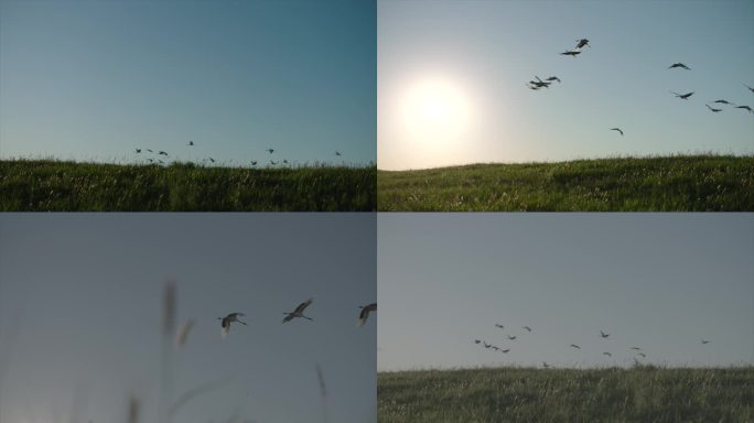 丹顶鹤 湿地保护区 候鸟飞过