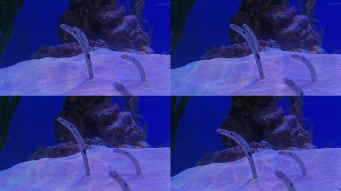 蓝色水族馆花园鳗鱼类自然科学素材