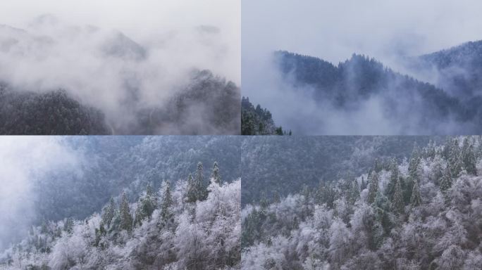 雾凇冬天冰雪