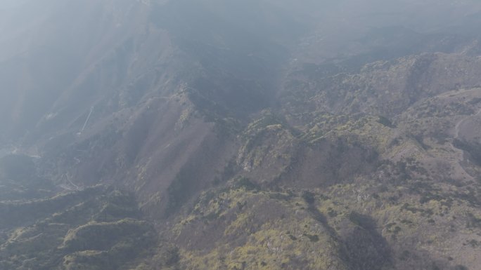 济南云梯山梯子山连翘花