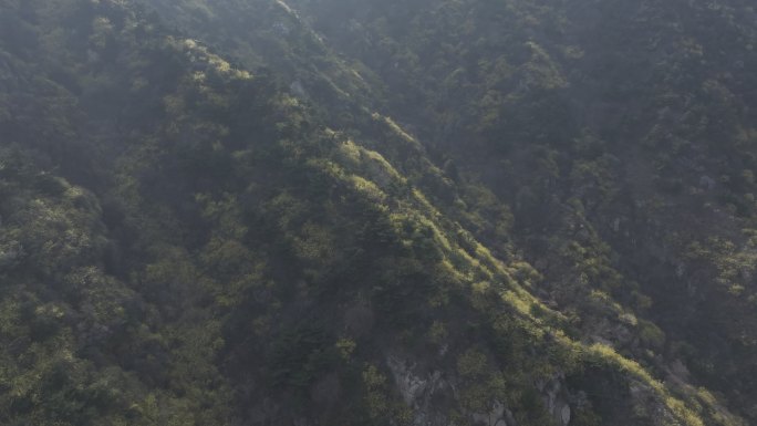 济南云梯山梯子山连翘花