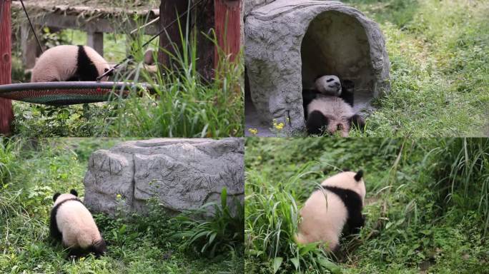 2024年重庆动物园大熊猫幼崽莽小五一组