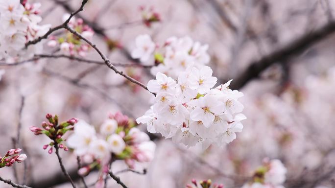 高清实拍日本东京樱花