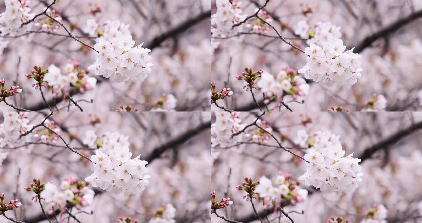 高清实拍日本东京樱花