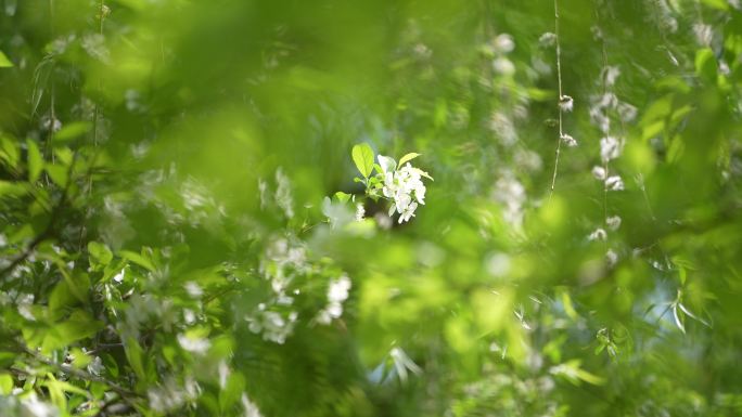 春天春季绿叶清新唯美鲜花白色花朵素材